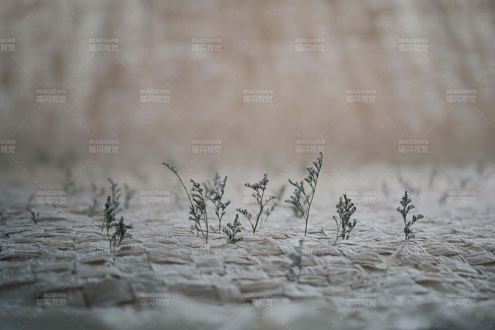 荒漠中的小草图片