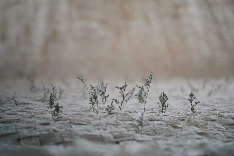 荒漠中的小草图片
