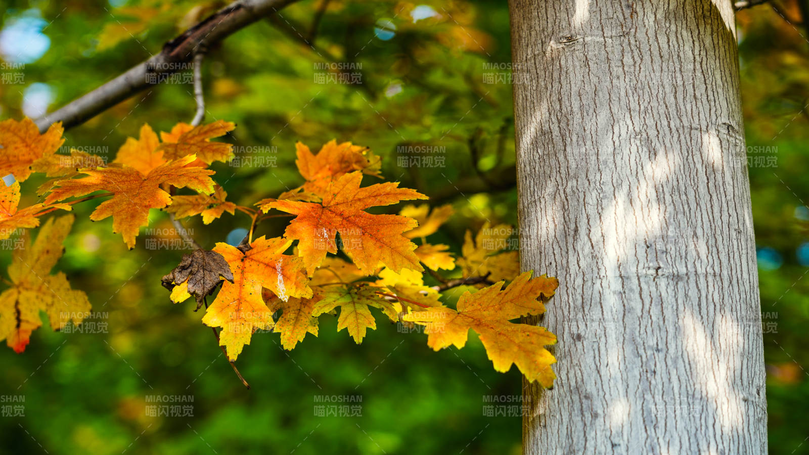 秋叶映树影图片