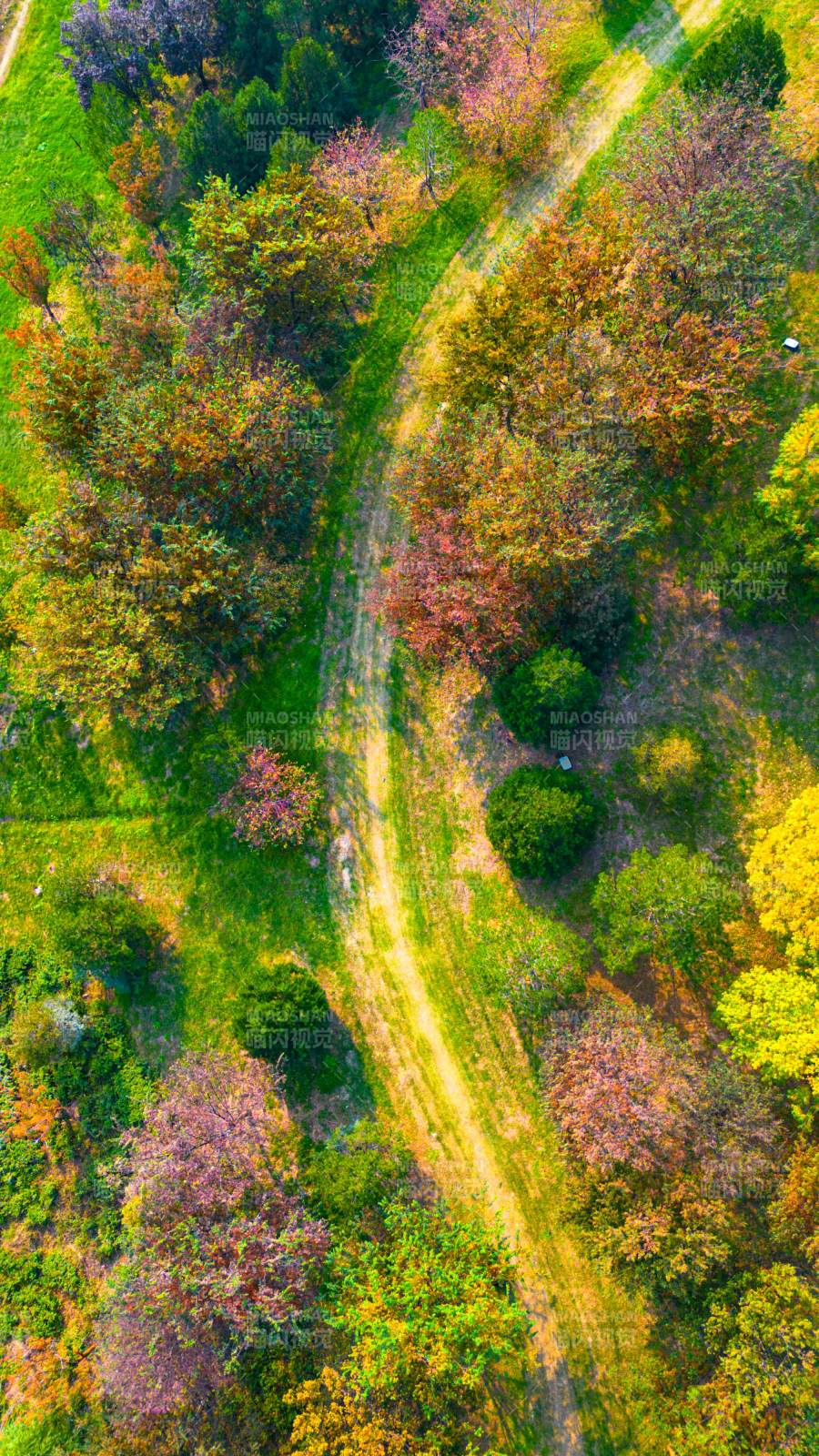 春日林间小径图片