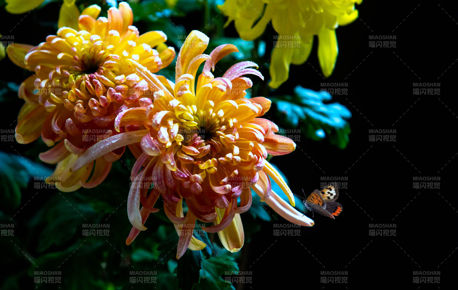 秋菊与蝶共舞图片