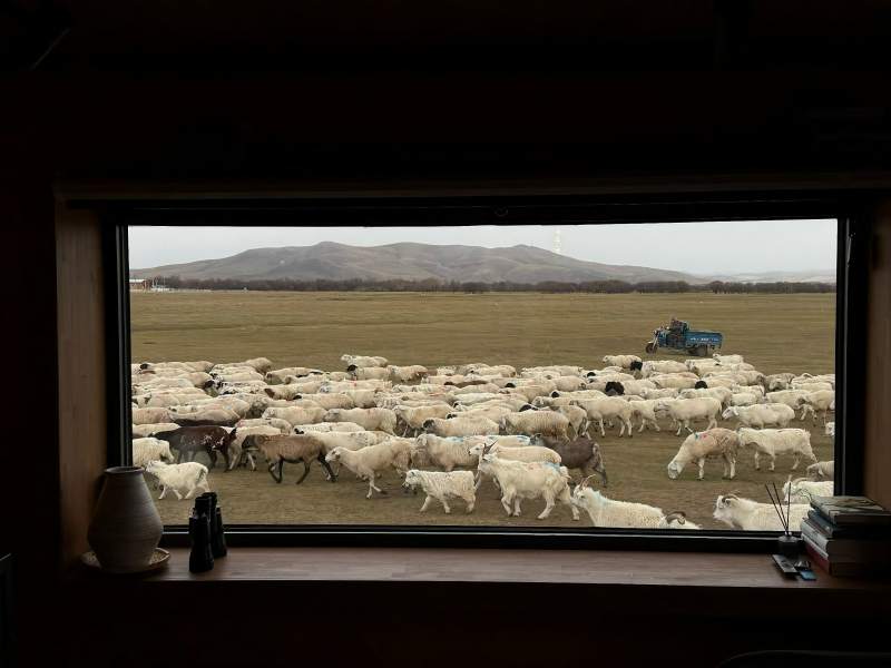 额尔古纳湿地草原的羊群过境图片