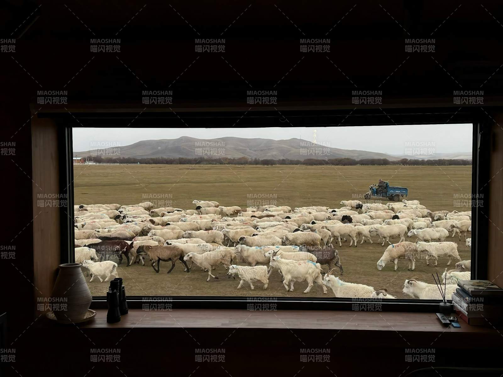 额尔古纳湿地草原的羊群过境图片