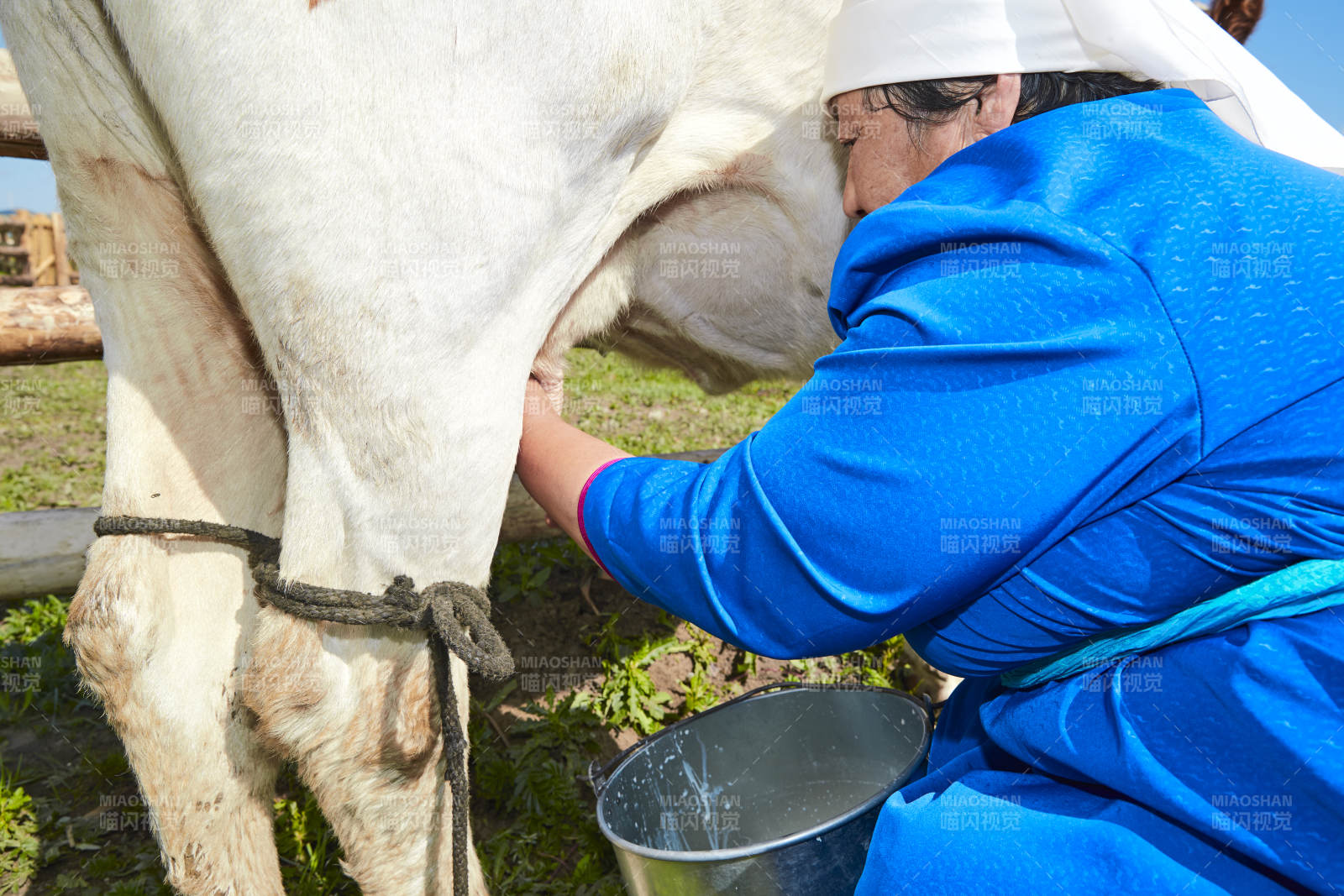在草原牧场挤牛奶的中老年蒙古女性图片