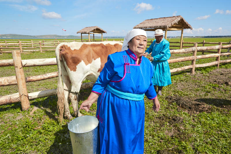 在草原牧场挤牛奶的中老年蒙古女性图片