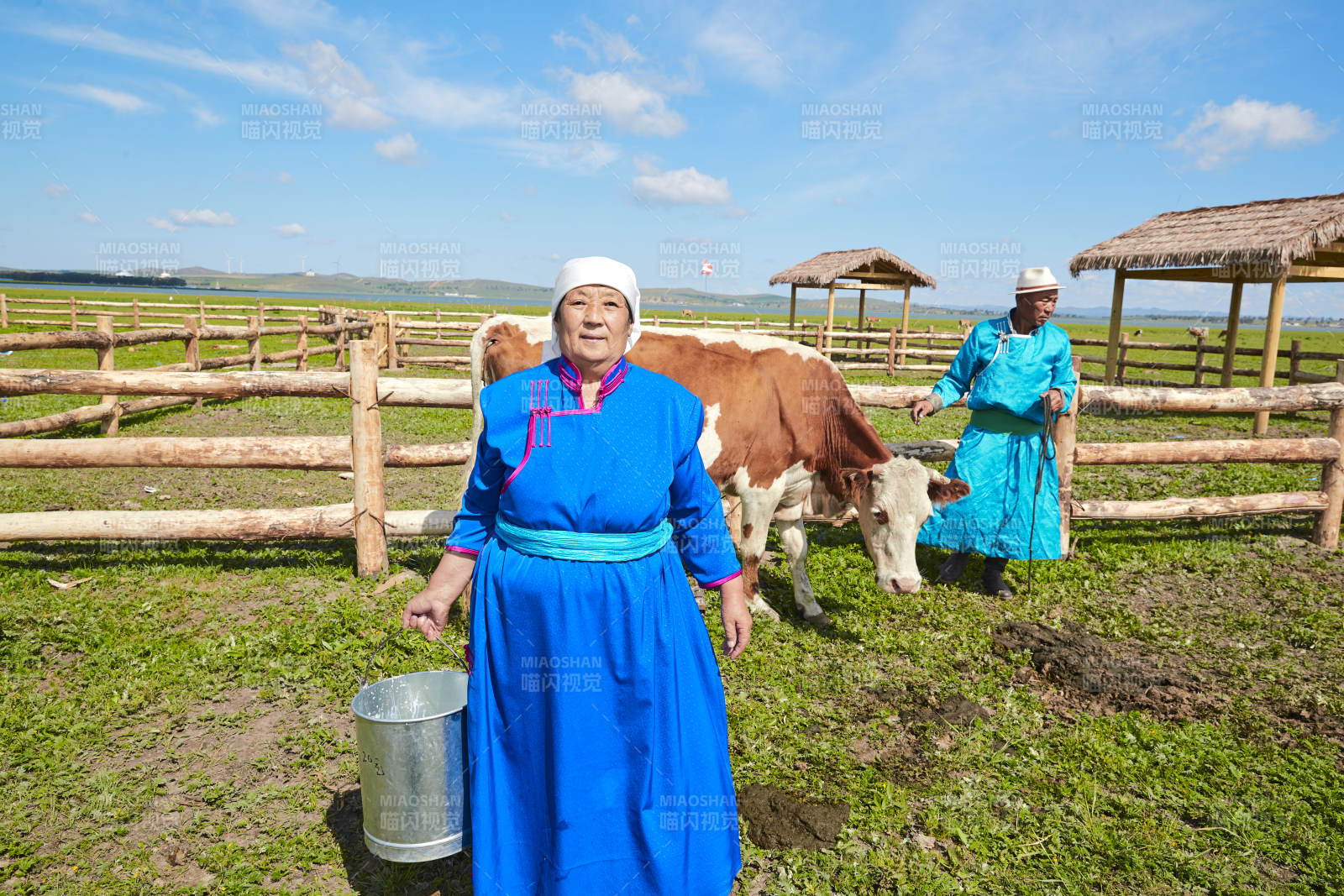 在草原牧场挤牛奶的中老年蒙古女性图片