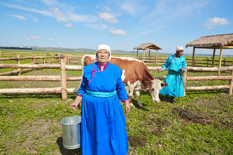 在草原牧场挤牛奶的中老年蒙古女性图片