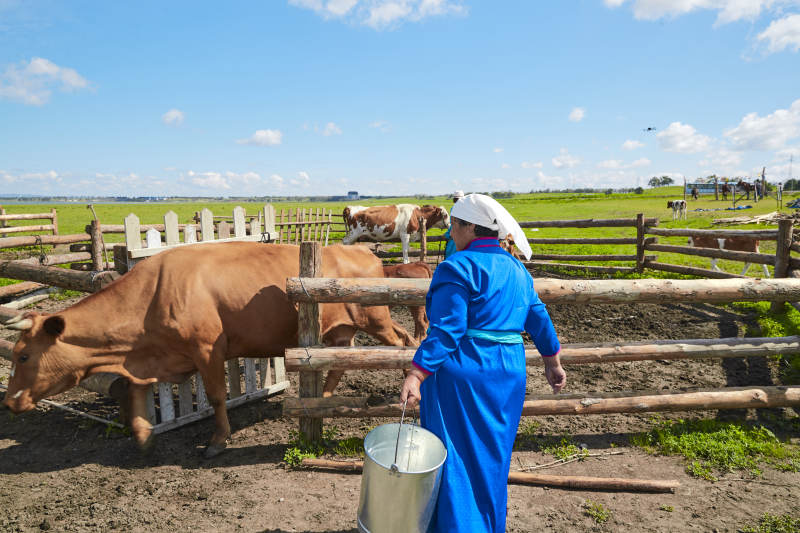 在草原牧场挤牛奶的中老年蒙古女性图片