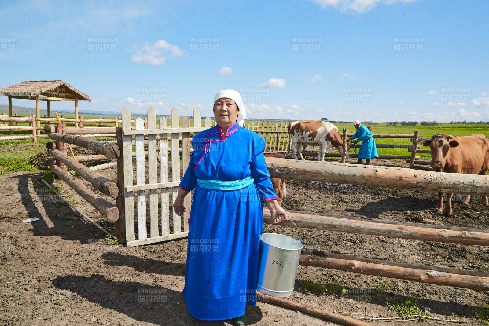 在草原牧场挤牛奶的中老年蒙古女性图片