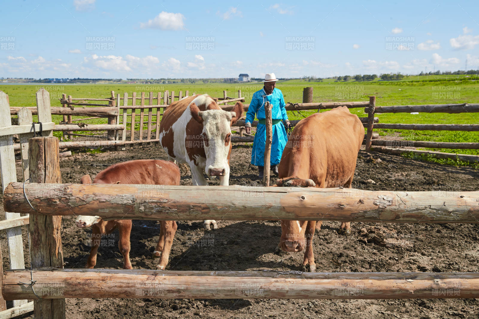 在草原牧场放牛的中老年蒙古男性图片