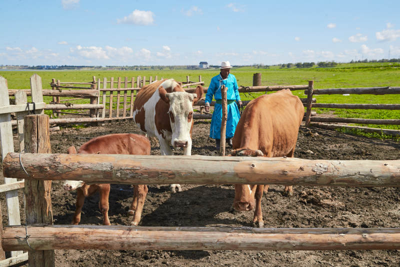 在草原牧场放牛的中老年蒙古男性图片
