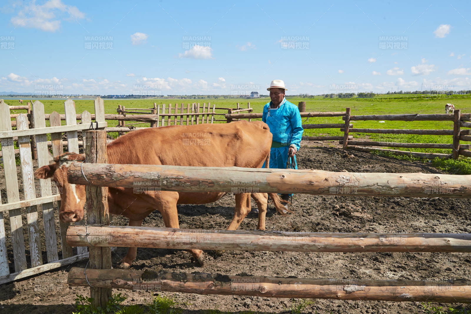 在草原牧场放牛的中老年蒙古男性图片