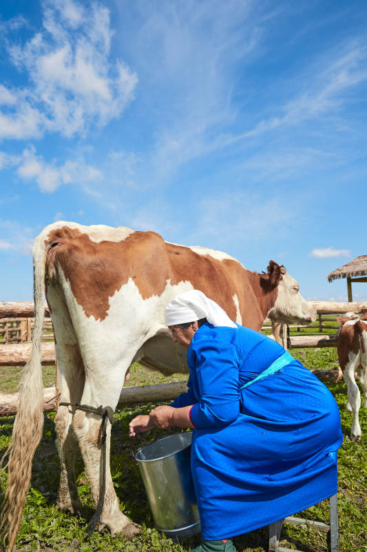 在草原牧场挤牛奶的中老年蒙古女性图片