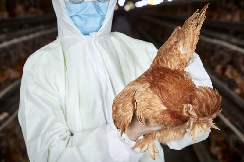 在养鸡场为家鸡检查的年轻饲养员图片