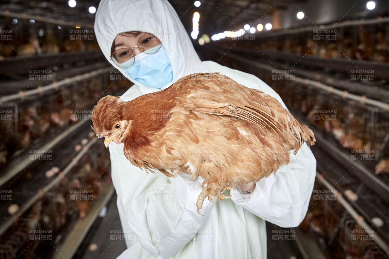 在养鸡场为家鸡检查的年轻饲养员图片