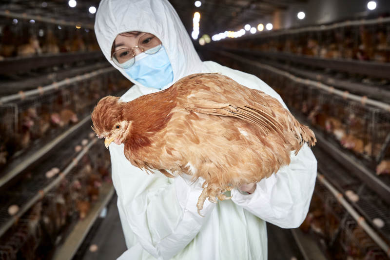 在养鸡场为家鸡检查的年轻饲养员图片