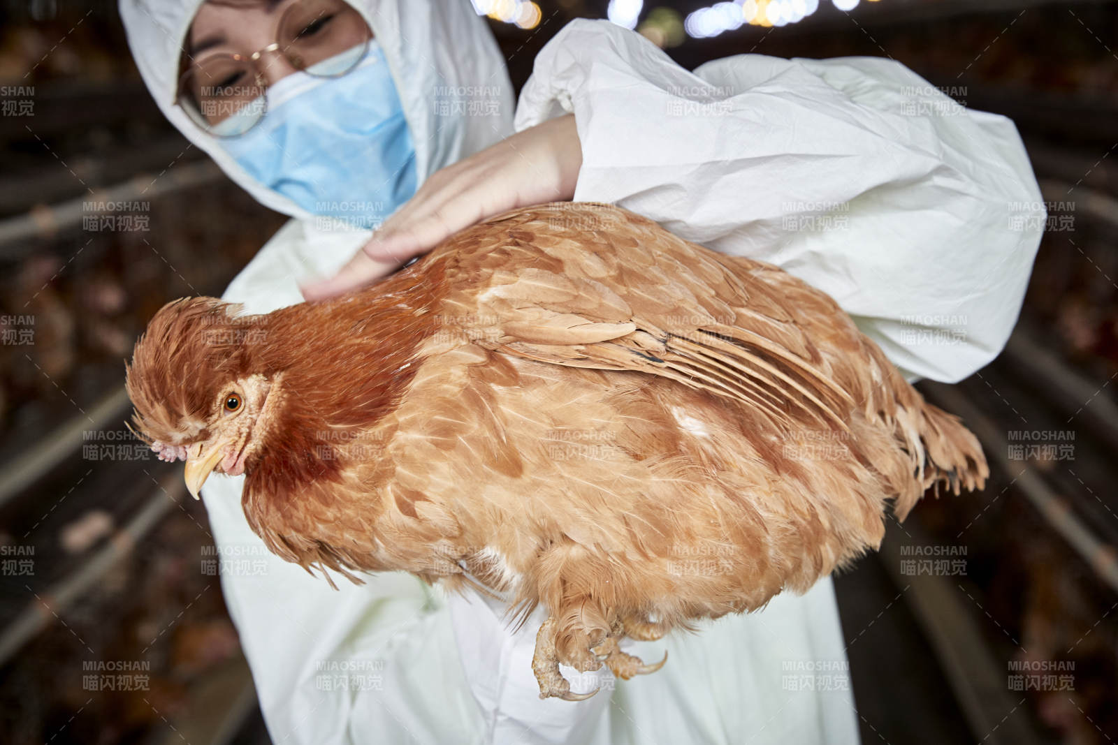 在养鸡场为家鸡检查的年轻饲养员图片