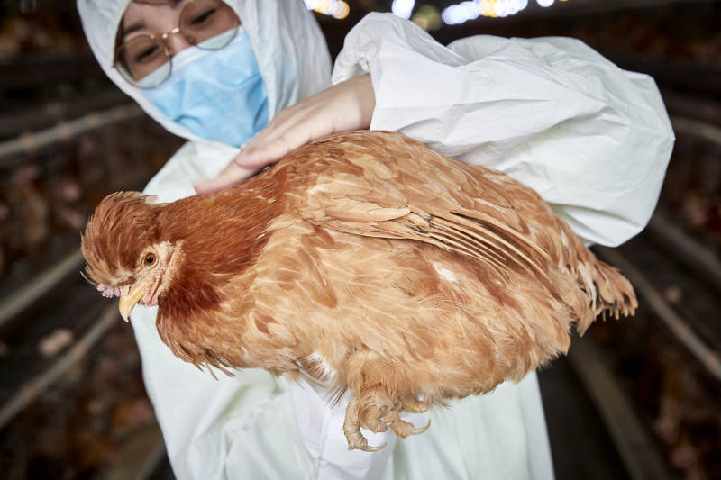 在养鸡场为家鸡检查的年轻饲养员图片