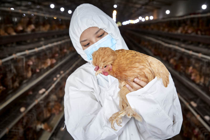 在养鸡场为家鸡检查的年轻饲养员图片