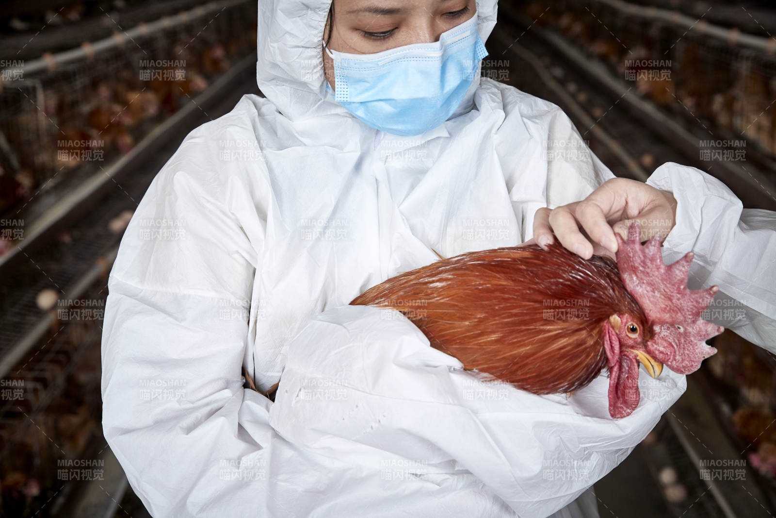 在养鸡场为家鸡检查的年轻饲养员图片