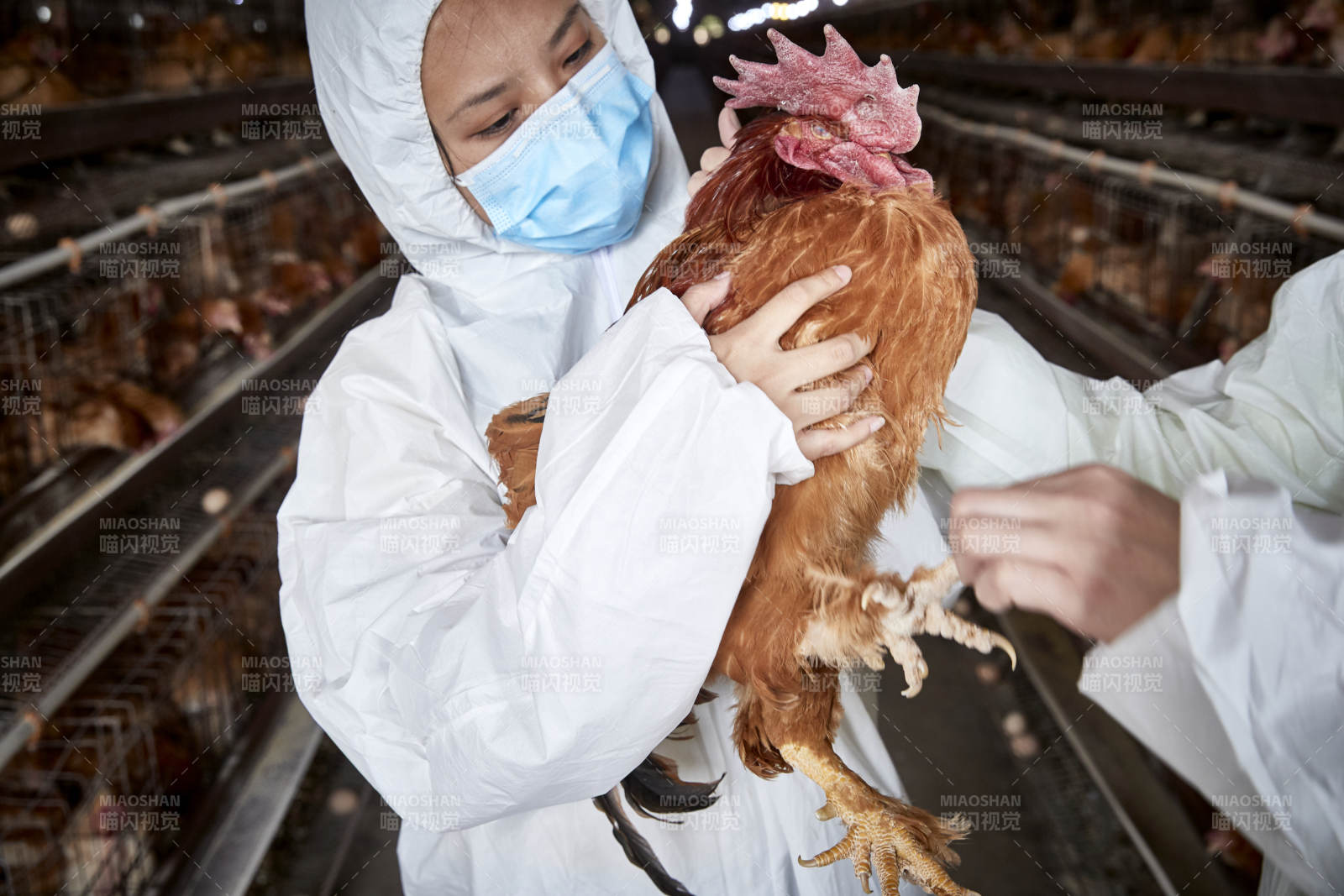 在养鸡场为家鸡检查的年轻饲养员图片