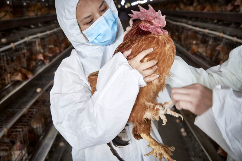 在养鸡场为家鸡检查的年轻饲养员图片