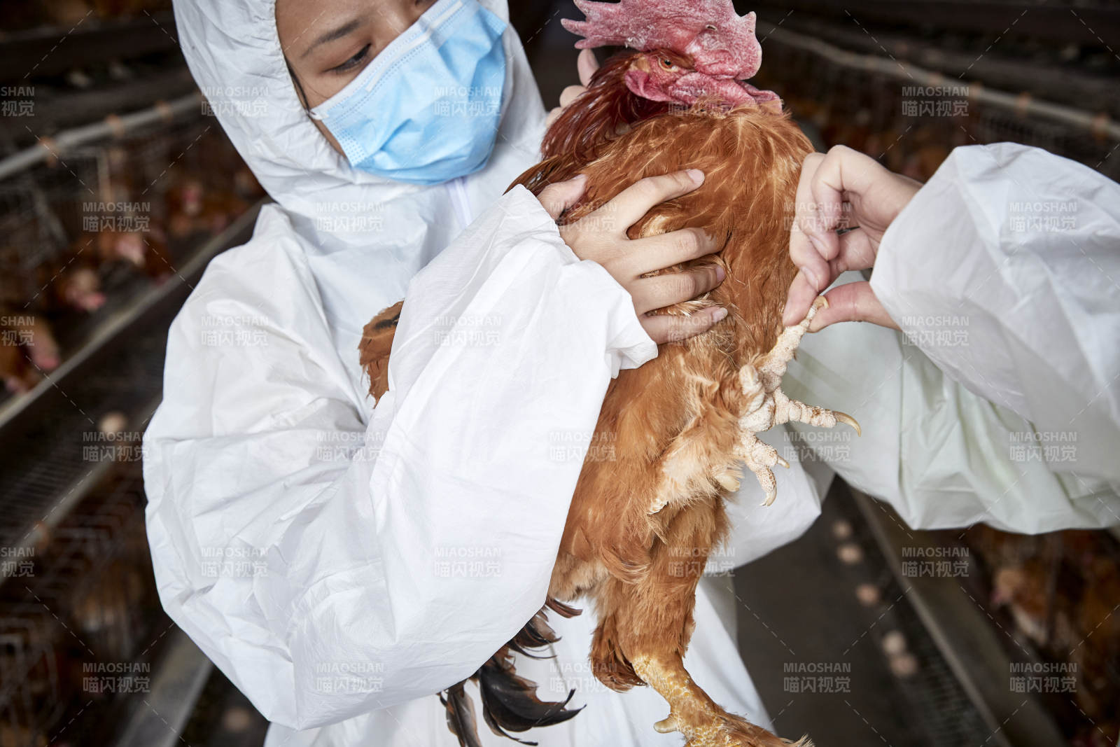 在养鸡场为家鸡检查的年轻饲养员图片