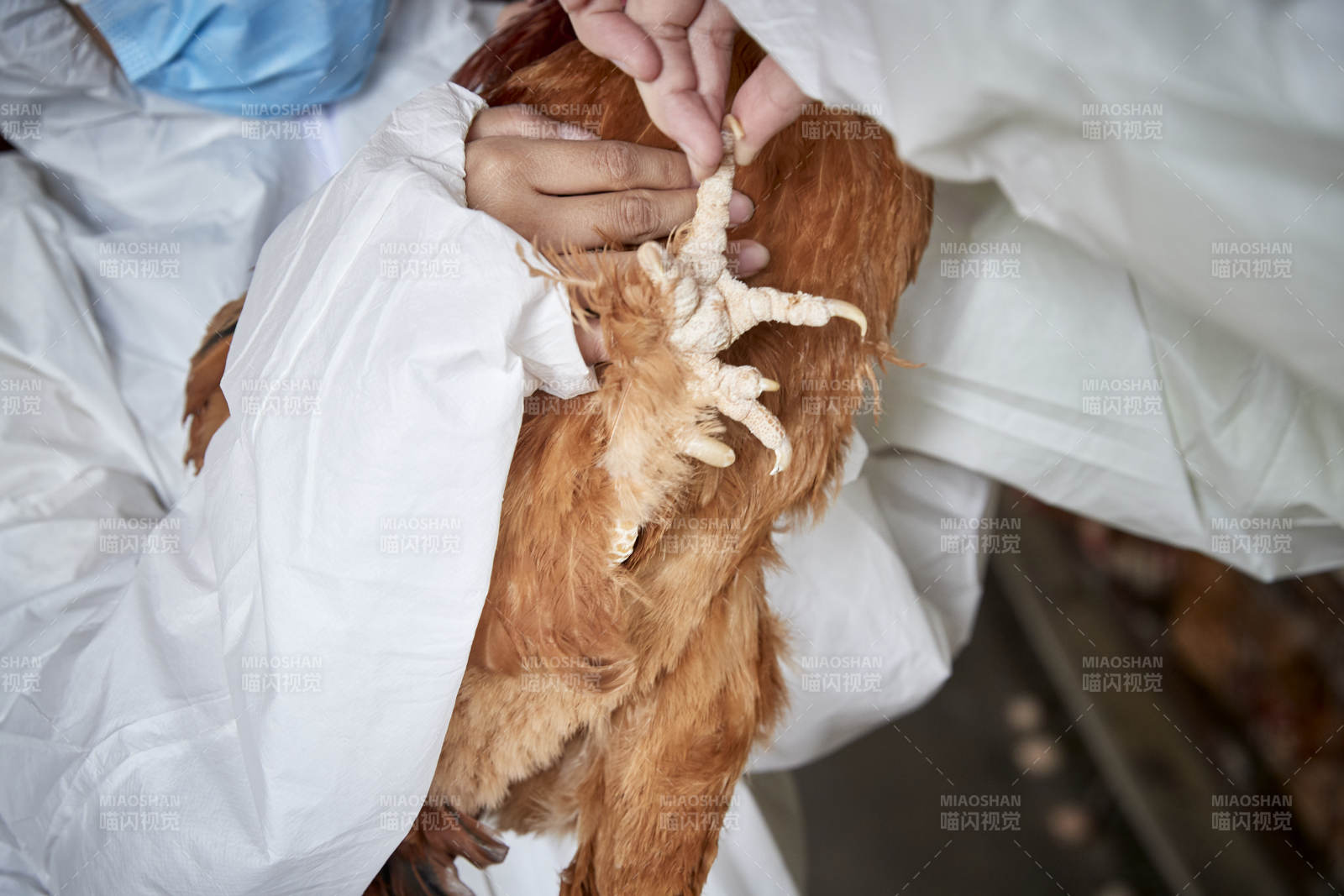 在养鸡场为家鸡检查的年轻饲养员图片