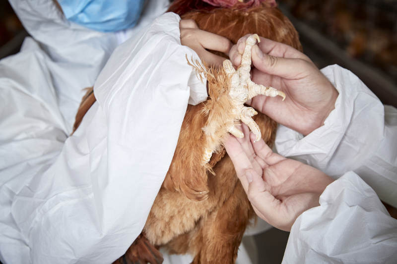 在养鸡场为家鸡检查的年轻饲养员图片