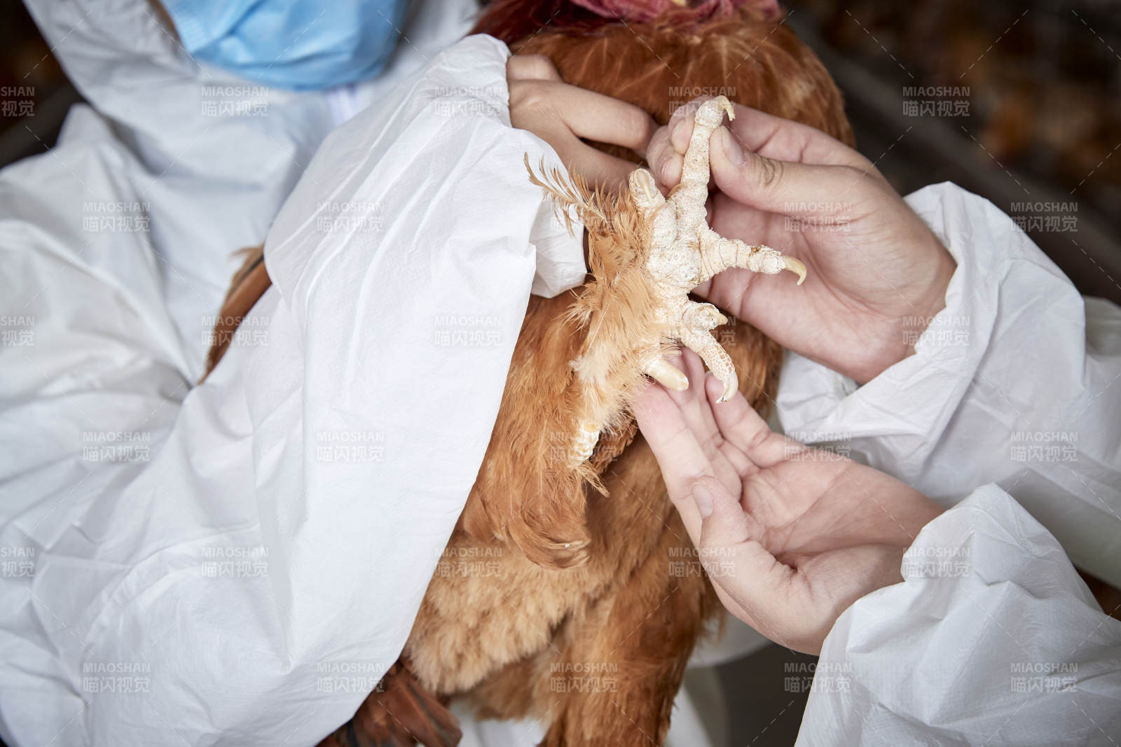 在养鸡场为家鸡检查的年轻饲养员图片