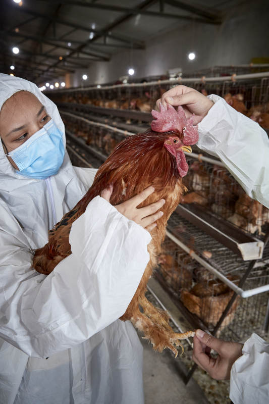 在养鸡场为家鸡检查的年轻饲养员图片