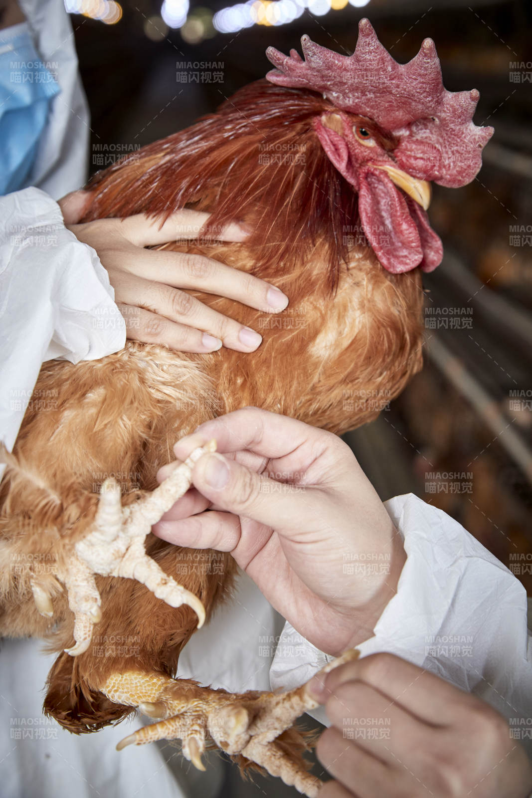 在养鸡场为家鸡检查的年轻饲养员图片