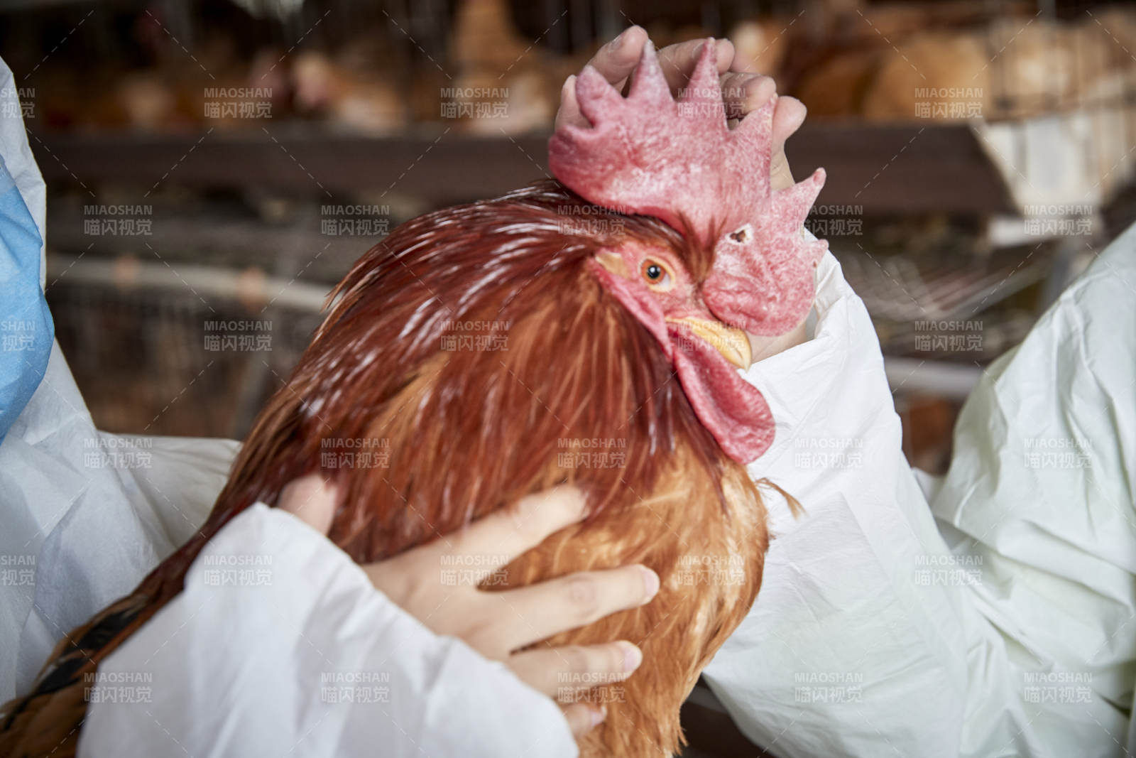 在养鸡场为家鸡检查的年轻饲养员图片