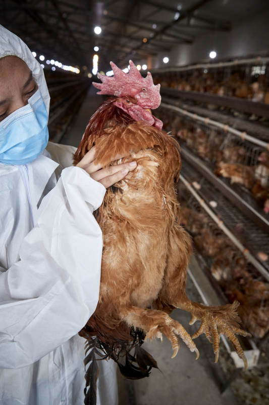 在养鸡场为家鸡检查的年轻饲养员图片