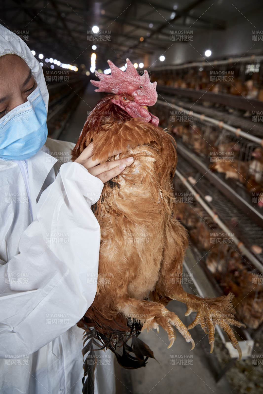 在养鸡场为家鸡检查的年轻饲养员图片