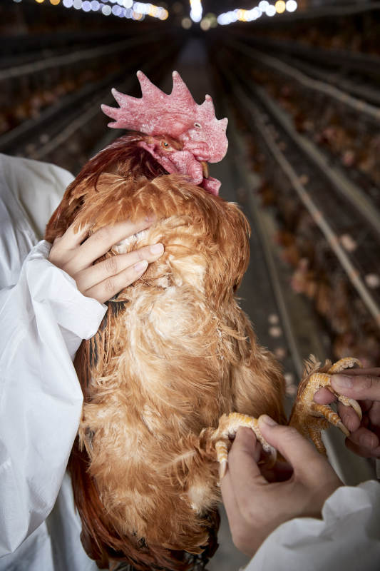 在养鸡场为家鸡检查的年轻饲养员图片