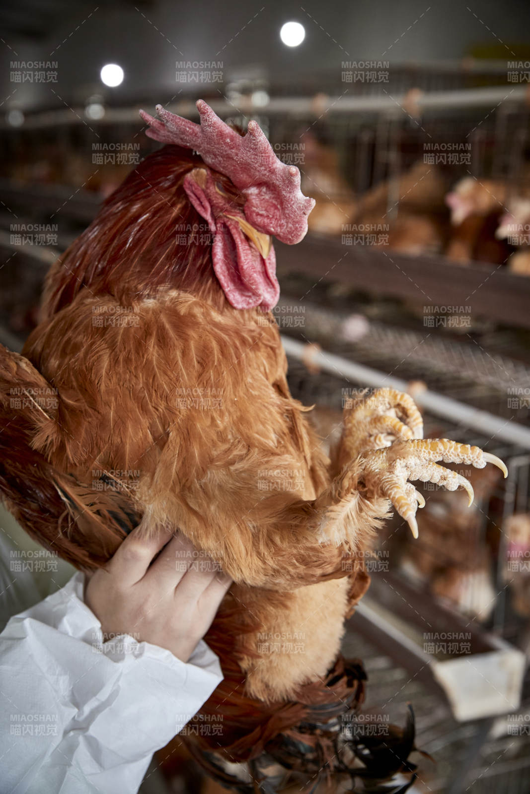 在养鸡场为家鸡检查的年轻饲养员图片