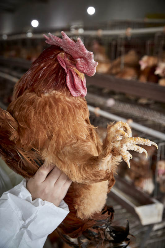 在养鸡场为家鸡检查的年轻饲养员图片