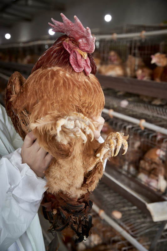 在养鸡场为家鸡检查的年轻饲养员图片
