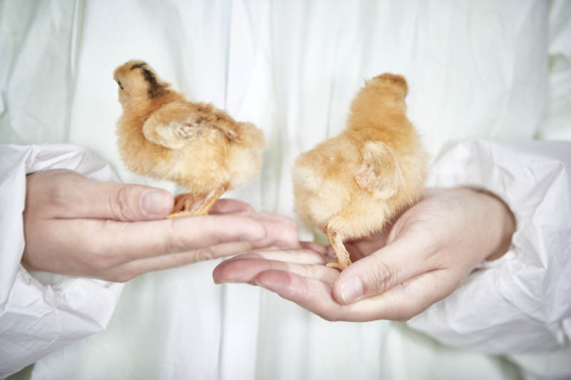 把小鸡放在手中检查的女饲养员图片