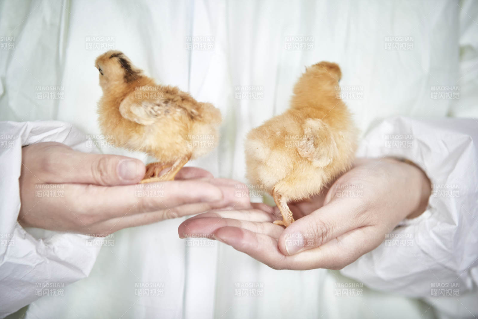 把小鸡放在手中检查的女饲养员图片