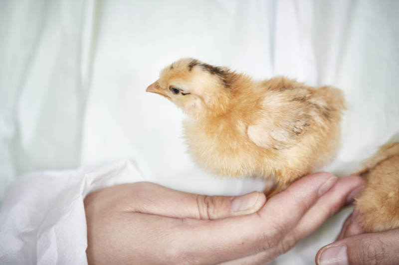 把小鸡放在手中检查的女饲养员图片