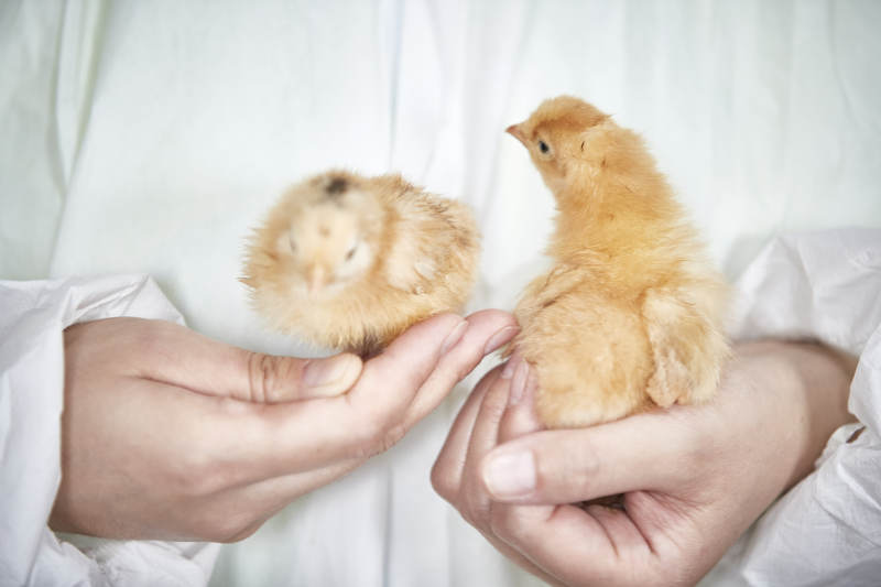 把小鸡放在手中检查的女饲养员图片