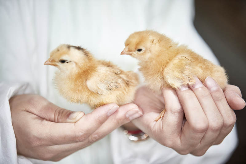 把小鸡放在手中检查的女饲养员图片