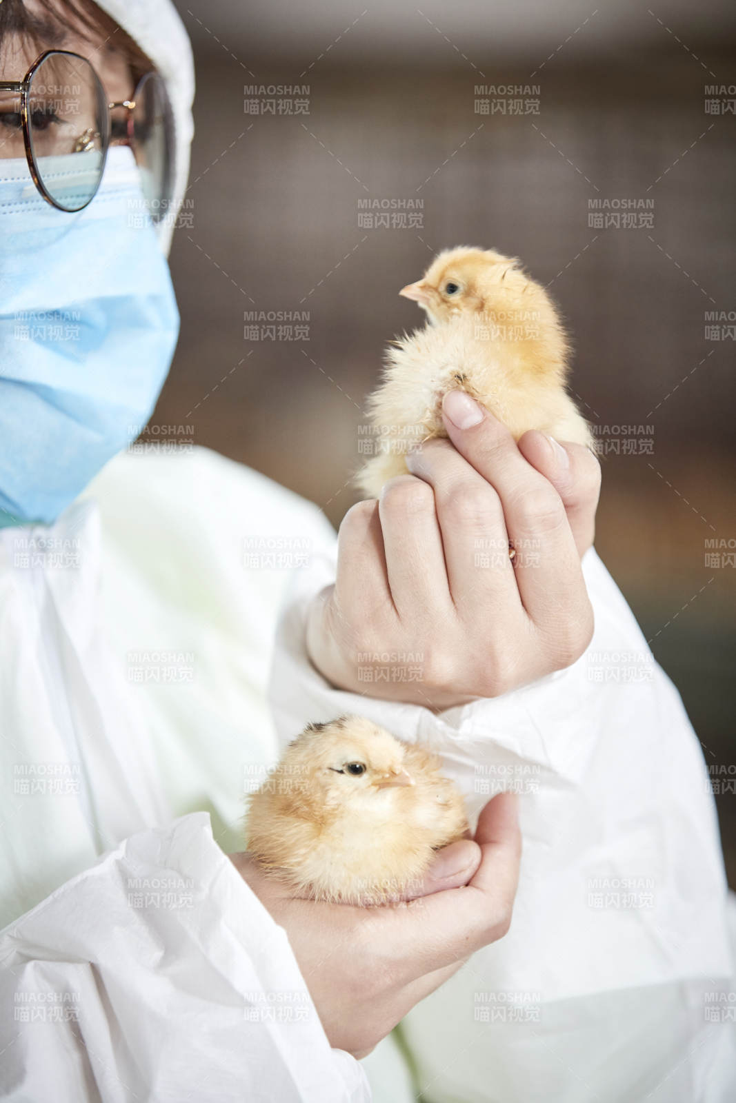 把小鸡放在手中检查的女饲养员图片