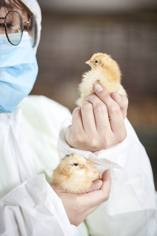 把小鸡放在手中检查的女饲养员图片