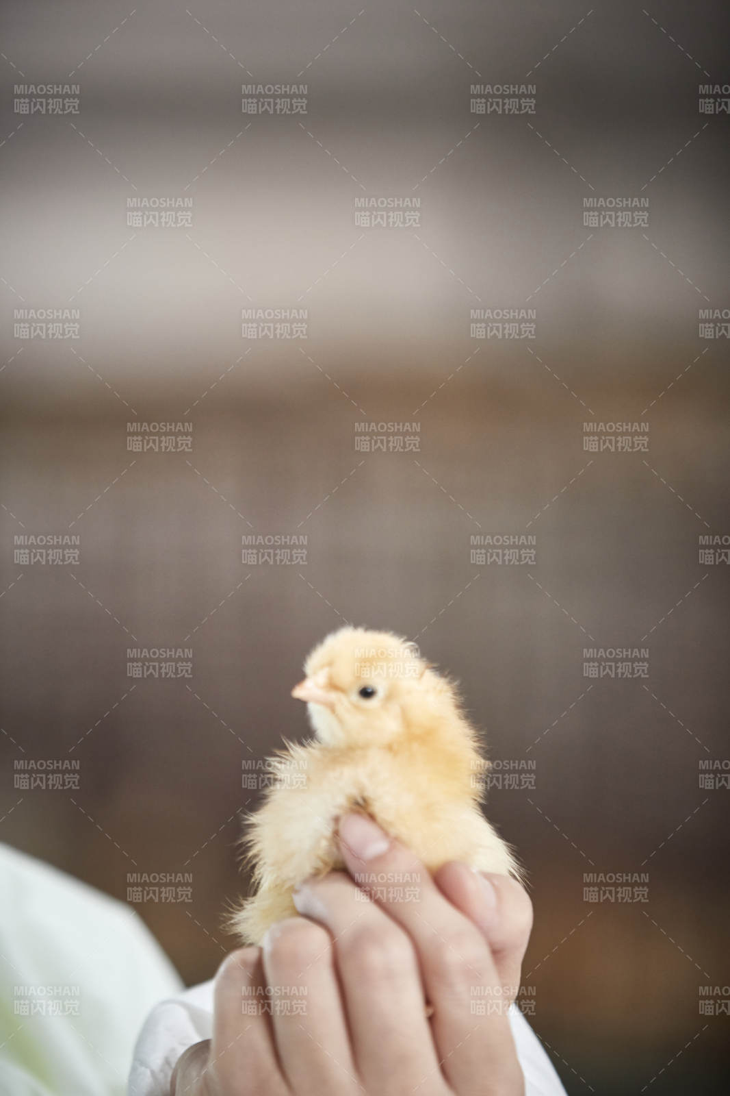 把小鸡放在手中检查的女饲养员图片