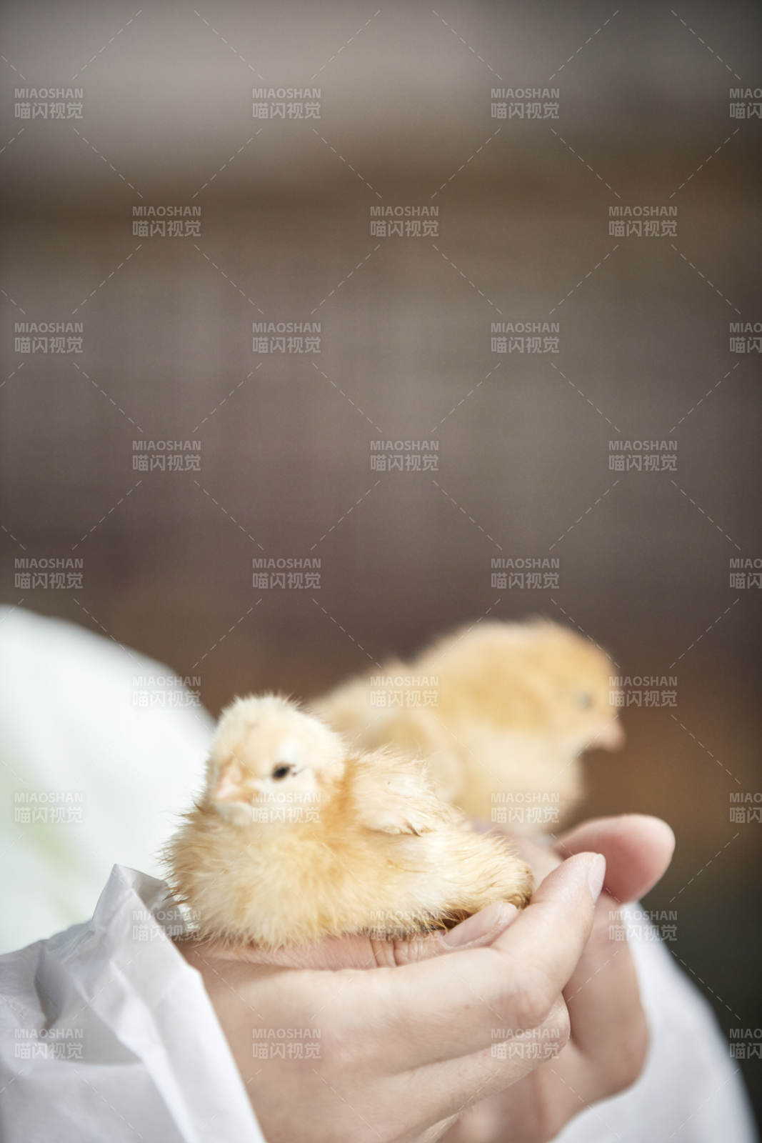 把小鸡放在手中检查的女饲养员图片