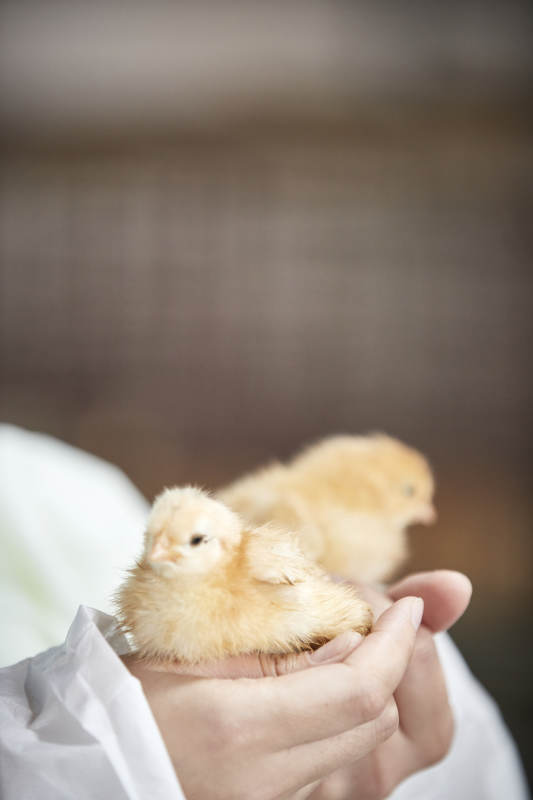 把小鸡放在手中检查的女饲养员图片