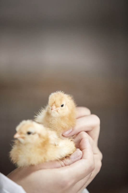 把小鸡放在手中检查的女饲养员图片